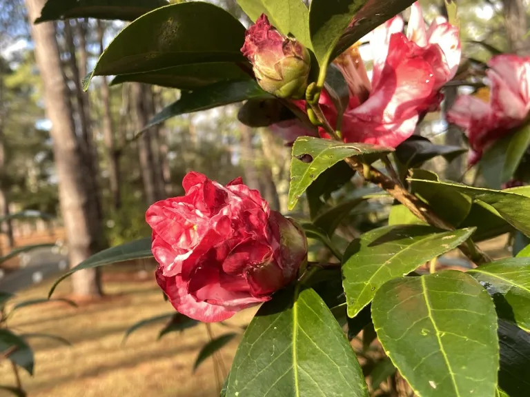 Camellia japonica 'Ville de Nantes' Brookgreen